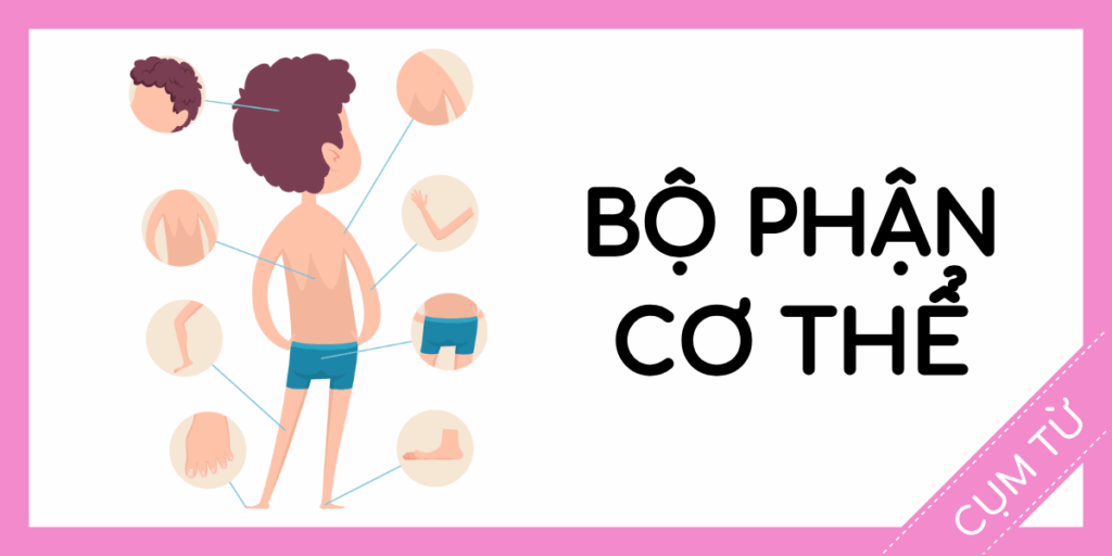 Học cụm từ tiếng anh bộ phận cơ thể miễn phí rec
