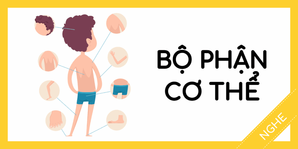 Học nghe tiếng anh bộ phận cơ thể miễn ph&iacute; rec