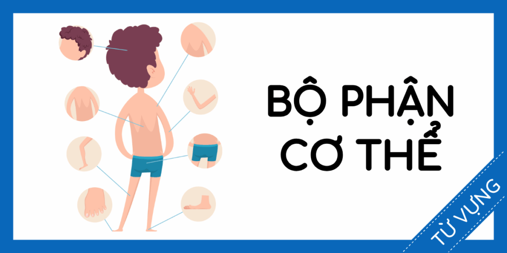 Học từ vựng tiếng anh bộ phận cơ thể miễn phí rec